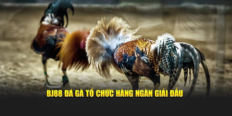 BJ88 đá gà tổ chức hàng ngàn giải đấu