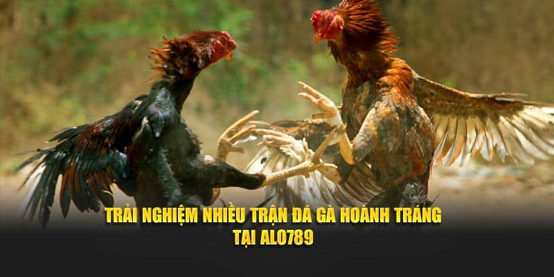 Trải nghiệm nhiều trận đá gà hoành tráng tại Alo789